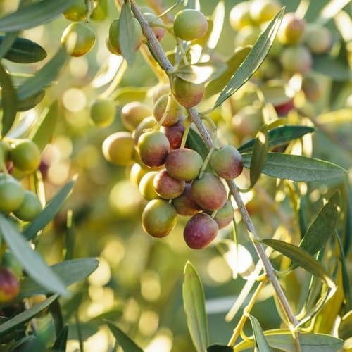 PIANTA DI ULIVO ARBEQUINA in vaso 20/fitocella - età 2/3 anni