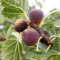 Feigenbaum Rouge de Bordeaux, Ficus carica, Fruchttragende Feigenpflanze, Dunkelrote Früchte