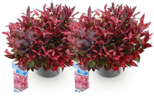 GreenboutiQ - Gartenpflanze - Leucothoe Zeblid - Rot - 2 Pflanzen - Immergrün - Wenig Pflege - Topf 17cm Höhe 45cm