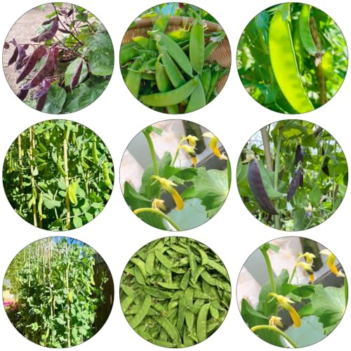 zuckerschoten gemüsepflanzen gewächshaus balkon dekopflanzen kräutergarten gemüsesamen gartenkräuter kräutergarten küche erbsen wintergemüse wildkräuter gartenpflanzen biosaatgut 300samen