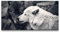 Paul Sinus Leinwandbild 120x60cm Wölfe Schwarz Weiß schöne Tiere Wild Mystisch