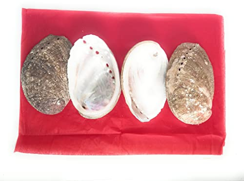 Lot de 4 Coquille d ormeau abalone 8cm a 9cm, pour purification a la sauge blanche, palo santo, fumigation Un bijoux surprise c est glissé dans certain paquet, aurez-vous la chance de tomber dessus