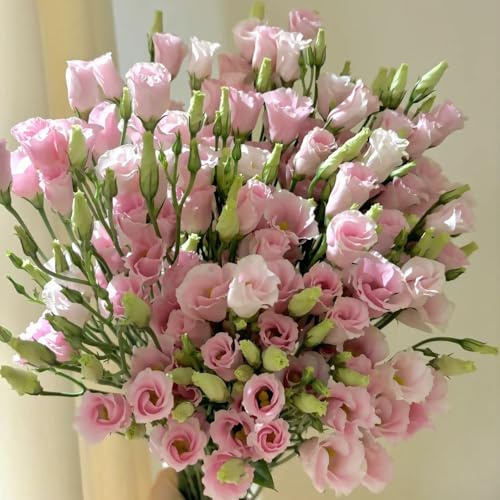 lisianthus, winterhart, bio, garten, für balkon, 700samen