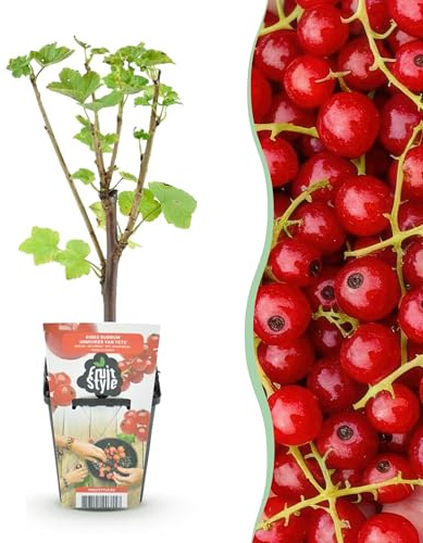 Rote Johannisbeere - Ribes rubrum Jonkheer van Tets - Winterhart - 6 Pflanzen - 15-25cm - Ø9cm - Gartenpflanze