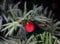 Eibe Taxus baccata Containerware 30-40 cm hoch heimische Eibe
