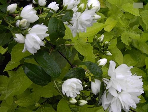 Philadelphus virginalis Schneesturm - Falscher Jasmin - Bauernjasmin - Gartenjasmin - Pfeifenstrauch - duftend