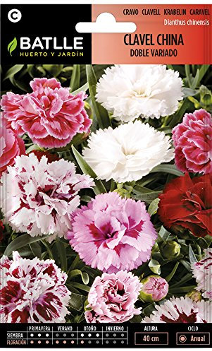 Clavel China DOBLE variado