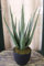 Licht & Grün exclusive Kunstpflanzen künstliche Pflanze Aloe 50cm
