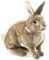 Folkmanis 2891 Cottontail Rabbit Hand Puppet