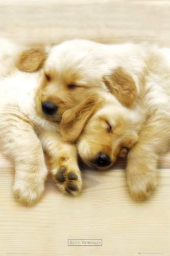 Snooze Animals Poster Print von Keith Kimberlin, 61x92