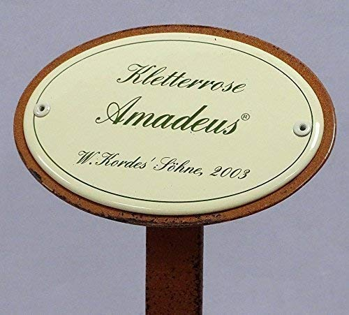 linoows Rosenschild Emaille, Kletterrose, Amadeus, W.Kordes`Söhne 2003