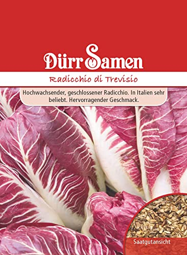 Radicchio Samen di Treviso Chicoree Roter Radicchiosamen Salat ca 800 Korn Saatgut Balkon Garten Hochbeet Kübel Dürr Samen