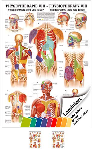 Rüdiger Triggerpunkte Kopf und Rumpf Poster Anatomie 70x50 cm medizinische Lehrmittel