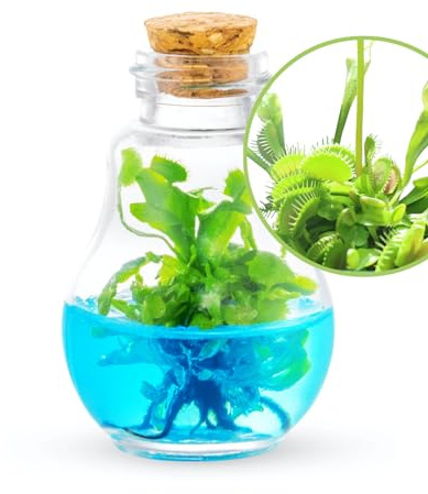 Venus Fly Trap, Grow Your Own Venus Flytrap in a 100% Self Sustaining Glass Terrarium, Maintenance Free, Easy to Grow, Healthy Growth Guarantee