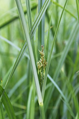 2er-Set - Cyperus longus - winterhart - langblättriges Zypergras - Wasserpflanzen Wolff