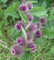 Die earthBurdock - 1000 Seeds