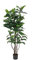EUROPALMS Gummibaum, Kunstpflanze,150cm