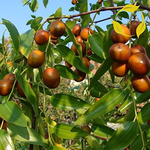 Chinesische Dattel Ziziphus Jujuba SEEDS