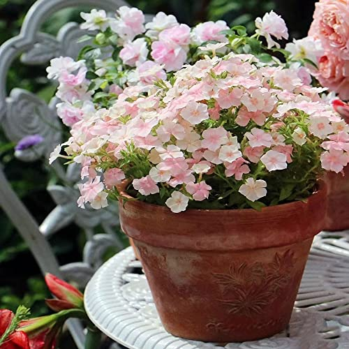 250 Stück phlox pflanzen winterhart mehrjährig samen geschenke für gartenliebhaber bienenwiese blumendeko winterharte stauden mittagsblume winterhart balkonpflanzen blumensamen geschenk