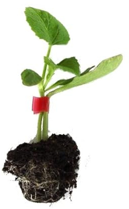 Melonar Natural Planta de Exterior para Cultivar Melones Blancos en Casa