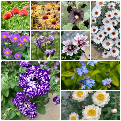10 Sorten blumen samen set - 300 pcs balkon pflanze, pflanzen samen wildblumen, winterharte stauden pflanzen samen indoor, pflanzen winterhart blumen samen, plants flower seeds