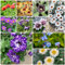 10 Sorten blumen samen set - 300 pcs balkon pflanze, pflanzen samen wildblumen, winterharte stauden pflanzen samen indoor, pflanzen winterhart blumen samen, plants flower seeds