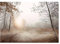 WallArena - Vlies Fototapete Bäume Nebel Wald Landschaft Natur Wiese Gras 368x254 cm - Fototapeten - Tapeten - für Wohnzimmer Schlafzimmer - Vliestapete Wandtapete Tapete 3D Effekt- inkl. Kleister