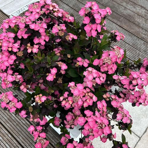 Gartenhortensie 'Daredevil®' - Hydrangea serrata, lange Blütezeit, dunkelrote Blätter, im 5 Liter Topf