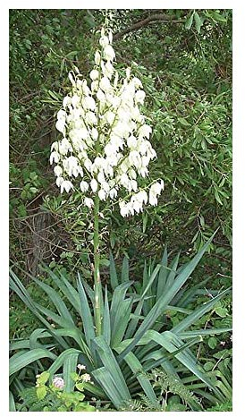 Yucca aloifolia - Palmlilie - 5 Samen