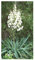 Yucca aloifolia - Palmlilie - 5 Samen