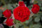 Rosa Scarlet Hit® - Patiorose (Zwergrose) Scarlet Hit® - feuerrot