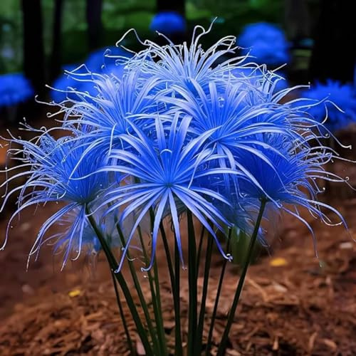 Lycoris,Plantas herbáceas perennes, paisajismo, decoración de jardín (sin flores artificiales ni semillas)-3Pcs-I