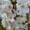 Prunus Brilliant Plant - Alpine Cherry Bush - 20-30cm in Height - Flowering Cherry Tree (Regular Packaging)