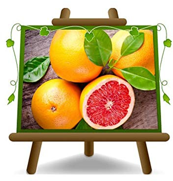 Citrus Grapefruit - Citrus Paradisi Rosa - Obstpflanze auf Blumentopf 22 - Baum max 95 cm - Anbau Italien