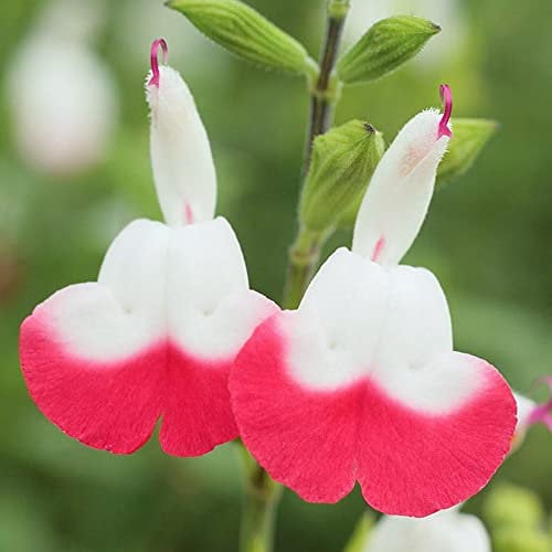 Salvia 'Cherry Lips' Sage Perennial Hardy Plant | 9cm