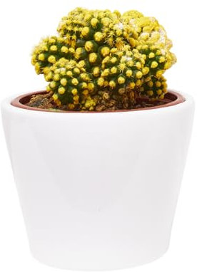 verdecora Cactus Colores en Maceta de Ø9cm | Plantas Cactus Variadas y Coloridas | Decoración Original para Interior y Exterior | 1 Unidad