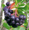 Dänische Apfelbeere 'Aron' - Aronia melanocarpa Aron