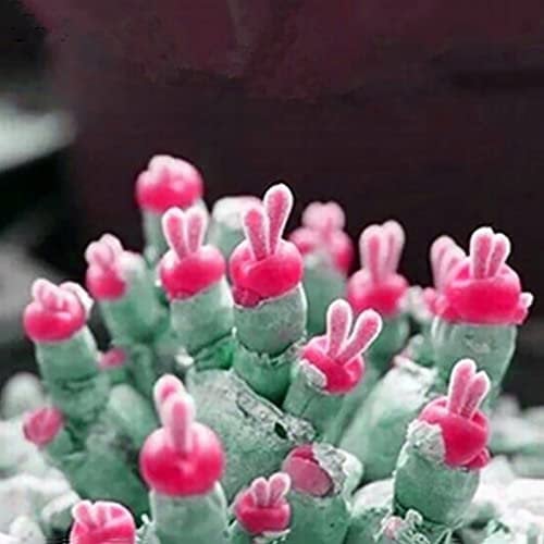 Saterkali Semi succulenti, 100 pezzi Semi di piante succulente Facile da piantare Non OGM Piccola Monilaria Obconica Semi succulenti per la casa Rosa