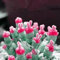 Saterkali Semi succulenti, 100 pezzi Semi di piante succulente Facile da piantare Non OGM Piccola Monilaria Obconica Semi succulenti per la casa Rosa