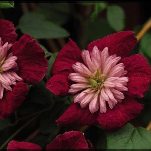 Clematis Avant-Garde™ evipo033 - Hardy Shrub with Recurved Magenta Tepals, Long-Lasting Blooms - Clematis Viticella Genes for Resilience and Beauty – 2X 3 Litre Potted Plant by Thompson & Morgan