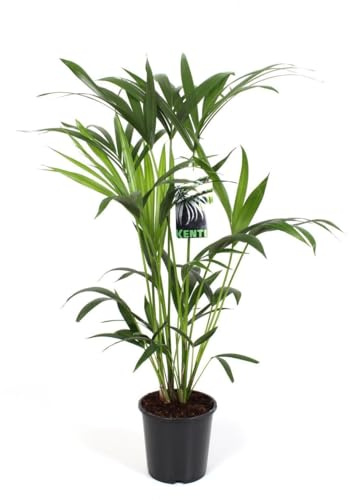Howea Forsteriana Kentia Palm Pflanze Enthält Pflegeleicht, Luftreinigend, Zimmerpflanze, Büro Dekoration, Für Wohnzimmer Büro, Grün, Ø19cm, 80cm