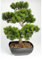 artplants.de Künstliche Bonsai Pinie in Schale, 210 Spitzen, 50cm, Outdoor - hochwertiger Kunstbonsai Kunststoff Bonsai