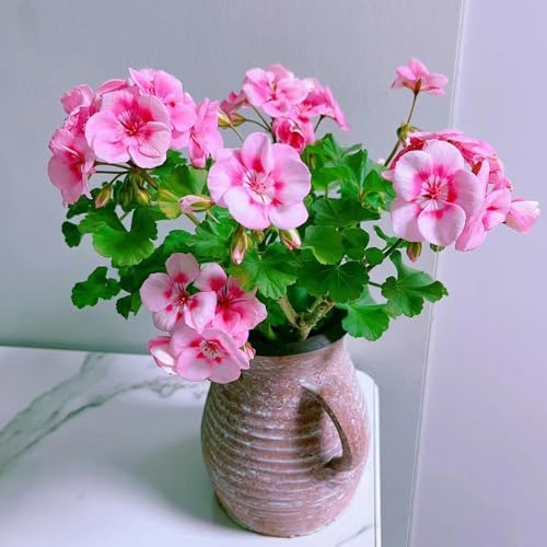100 pcs geranien samen hängend - pflanzensamen geranie,Pelargonium hortorum, blumenwiese samen saat winterharte pflanzen für garten bienenwiese saatgut dekoration wildblumensamen mehrjährig