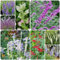 800 pcs echter salbei samen, winterharte pflanzen für balkon, seltene samen (Salvia officinalis) heilpflanzen samen, alte sorten saatgut kräuter fensterbank, garten pflanzen kräutergarten