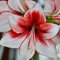 Amaryllis-Zwiebeln, Amaryllis-Zwiebeln, KäLtebestäNdige MehrjäHrige Pflanzen, KäLtebestäNdige Pflanzen FüR GäRten, Balkone, Zierblumen, Hydrokultur-Blumenzwiebeln-2zwiebeln