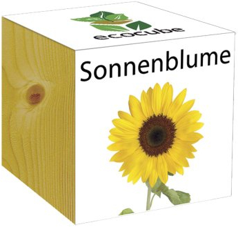 Extragreen Sonnenblume Cubes von Feelgreen Holzwürfel