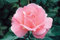 100Twilight Zone Rose Seeds David Austin Englisch Grandifloraorchidee Rose Bonsai Blumen und Gartenpflanzen Samen