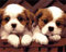 YEESAM ART DIY Peinture Numéro Adulte Enfant - Deux Chiots, Chien Animaux 40x50 cm Peinture par Numero, Paint by Numbers Cadeaux de noël