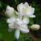 Haloppe 50 Stück Jasminblüten Pflanzensamen für die Bepflanzung des Hausgartens, Jasminblütensamen Jasmin Weißer Duft Blumensamen für den Garten Jasminsamen