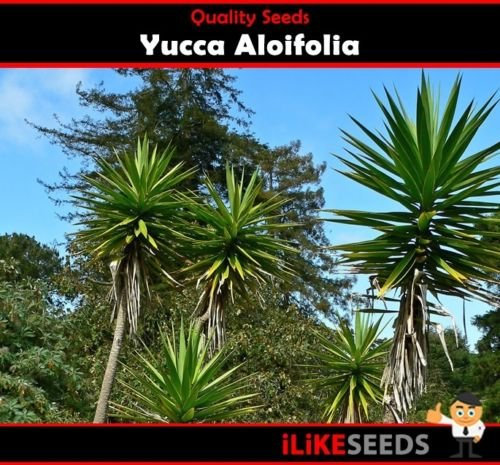 YuccaAloifolia 10 Seeds Minimum Garden Seeds s A Landscaping Gem Easy to Grow: Only seeds
